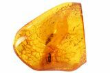 Detailed Fossil Beetle (Coleoptera) In Baltic Amber #81733-1